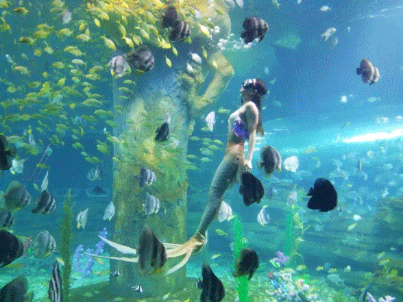 海洋馆建设精品案例